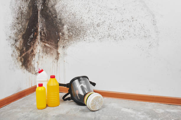 Best Emergency Mold Removal  in Clinton, KY