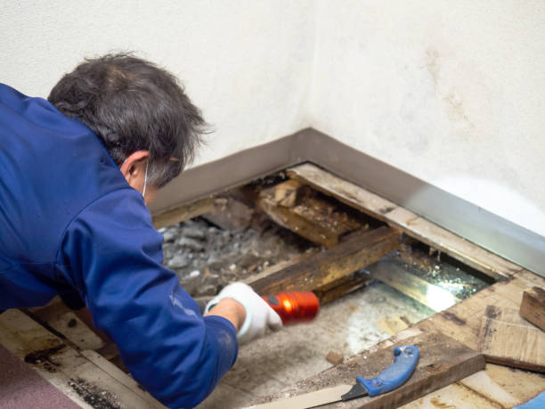 Best Attic Mold Removal  in Clinton, KY