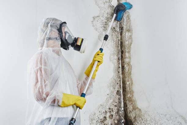 Best Mold Testing  in Clinton, KY