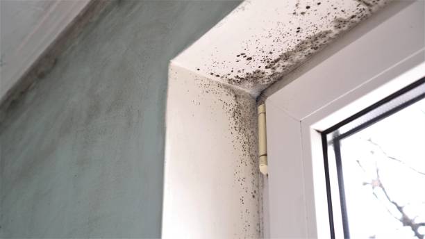 Best Mold Remediation  in Clinton, KY