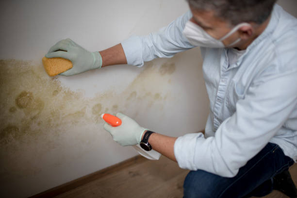 Office Mold Removal Services in Clinton, KY