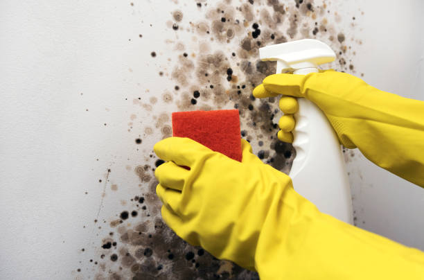 Best Emergency Mold Removal  in Clinton, KY