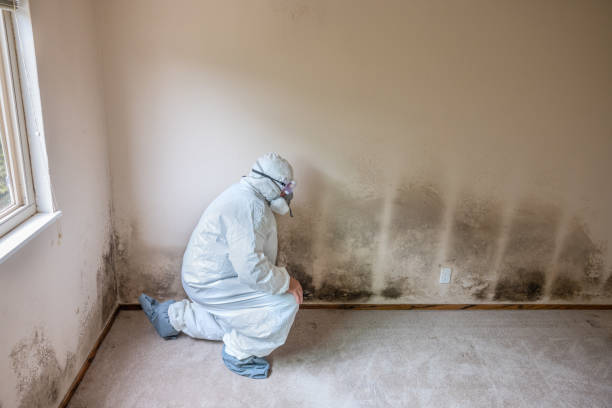 Best Mold Testing  in Clinton, KY