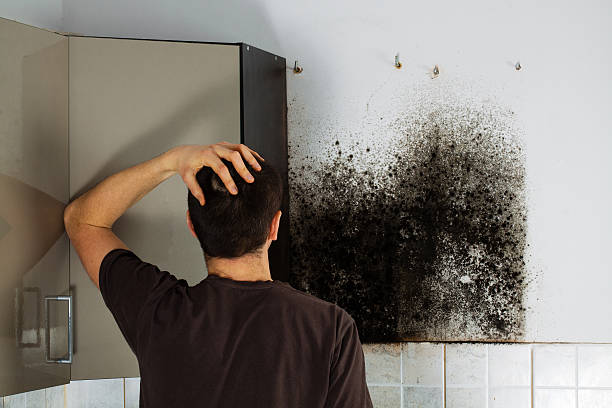 Best Home Mold Removal  in Clinton, KY