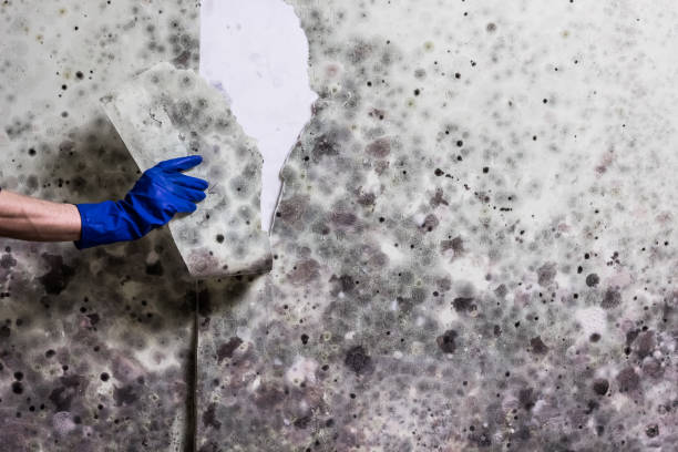 Best Residential Mold Removal  in Clinton, KY