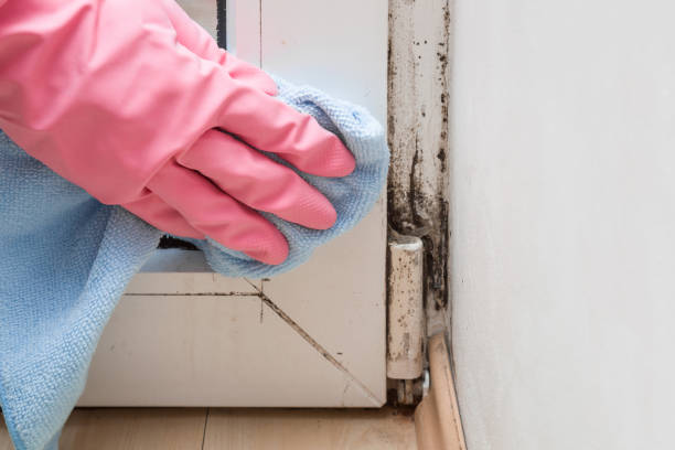 Best Same-Day Mold Removal  in Clinton, KY