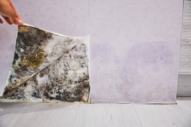 Best Affordable Mold Removal  in Clinton, KY